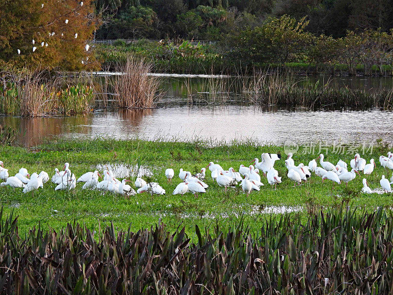 白鹮(Eudocimus albus) -在湿地觅食和栖息在树上的鸟群